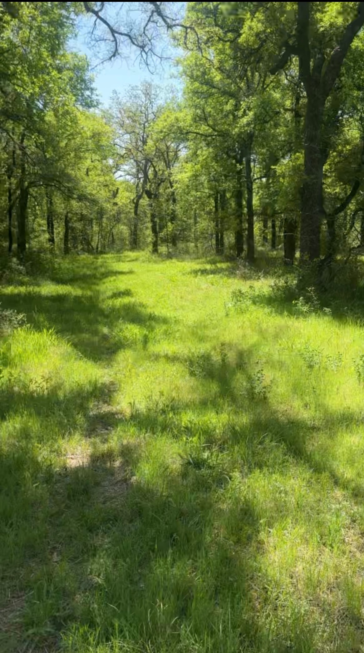 Bridgeport TX land