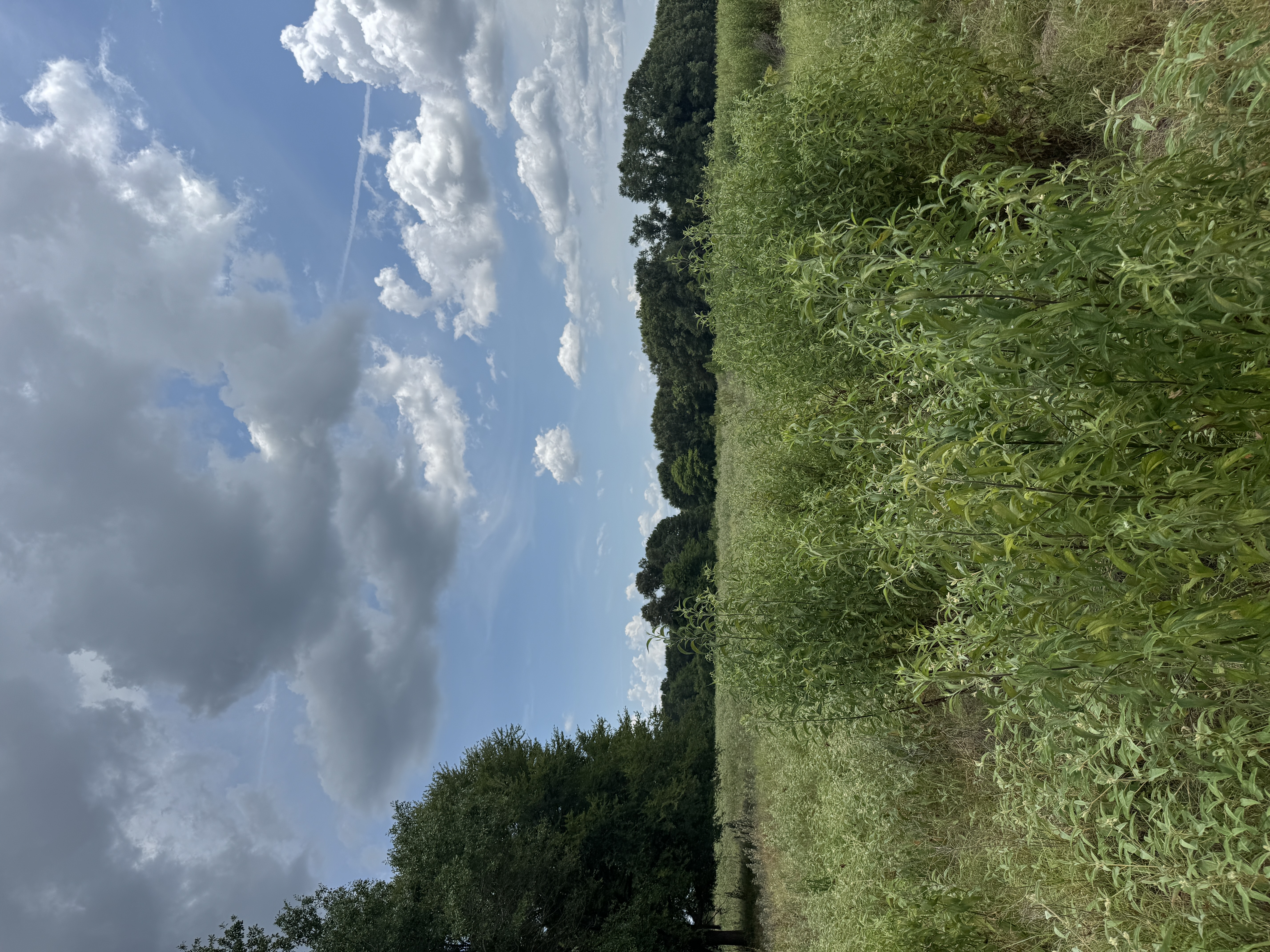 Canton meadow