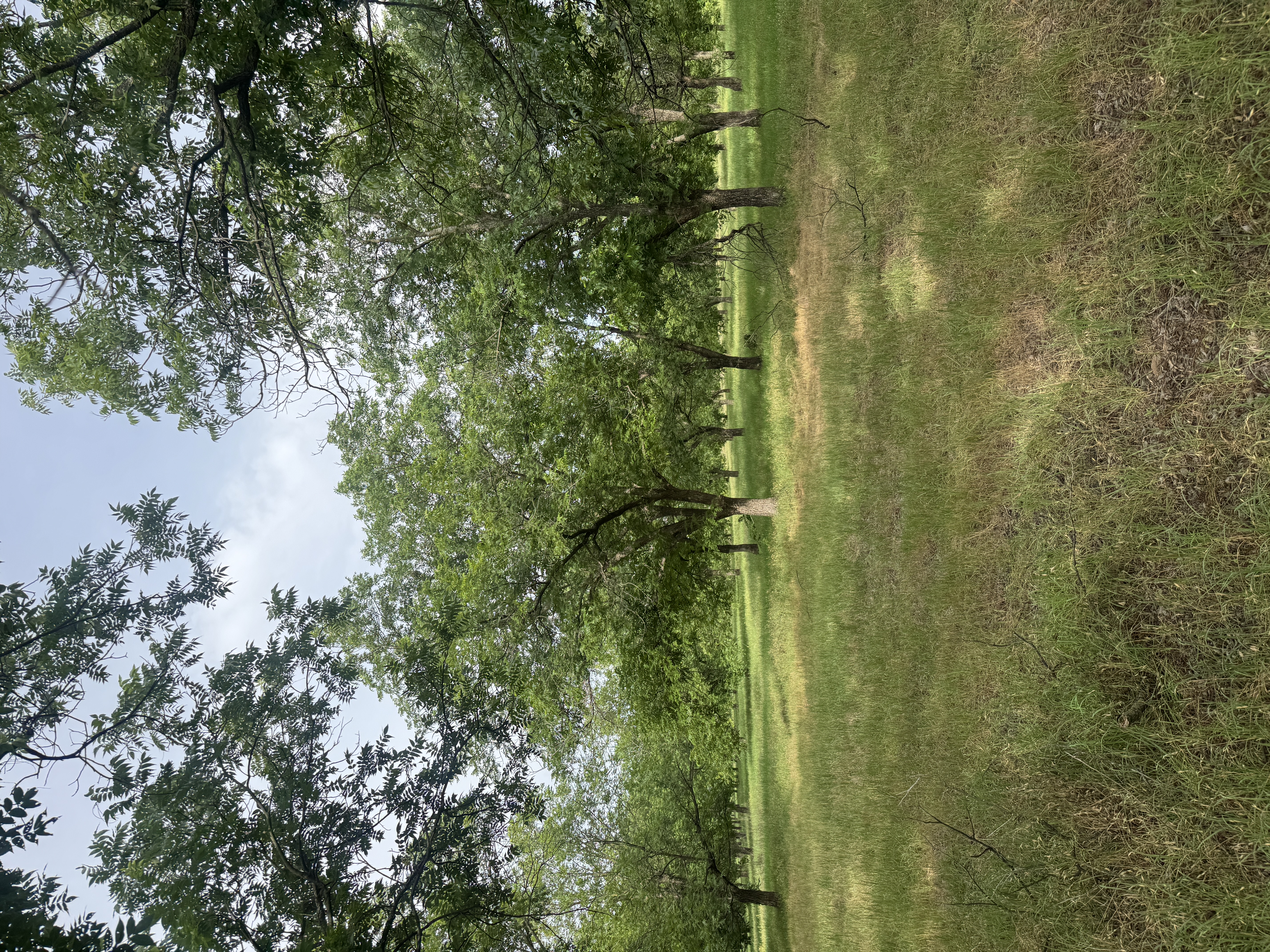Dublin TX pecan orchard
