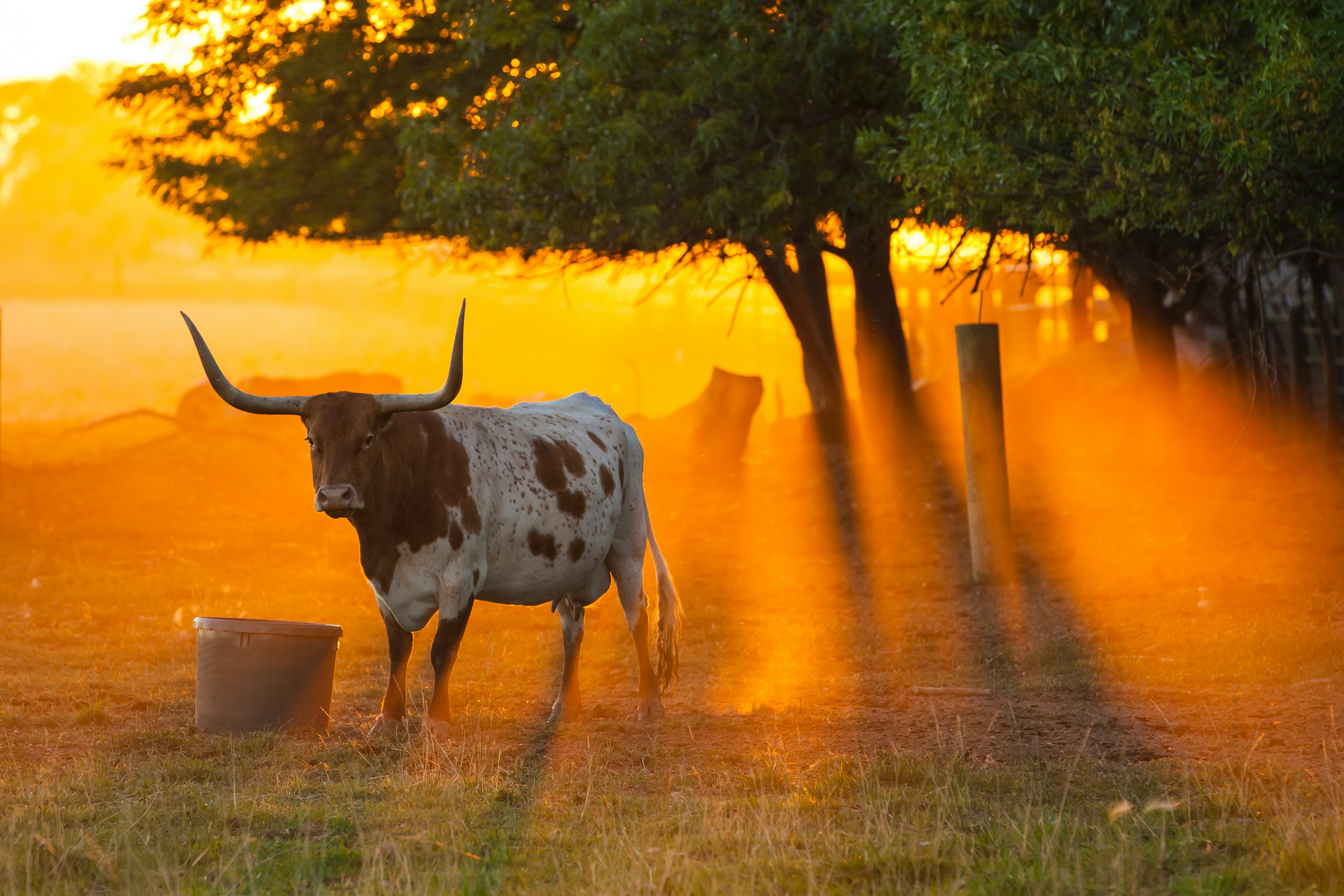Cattle on Texas ranch at sunset